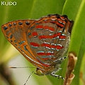 Hypochrysops apelles (Copper Jewel)<br />Canon EOS KDX (400D) + EFS60 F2.8